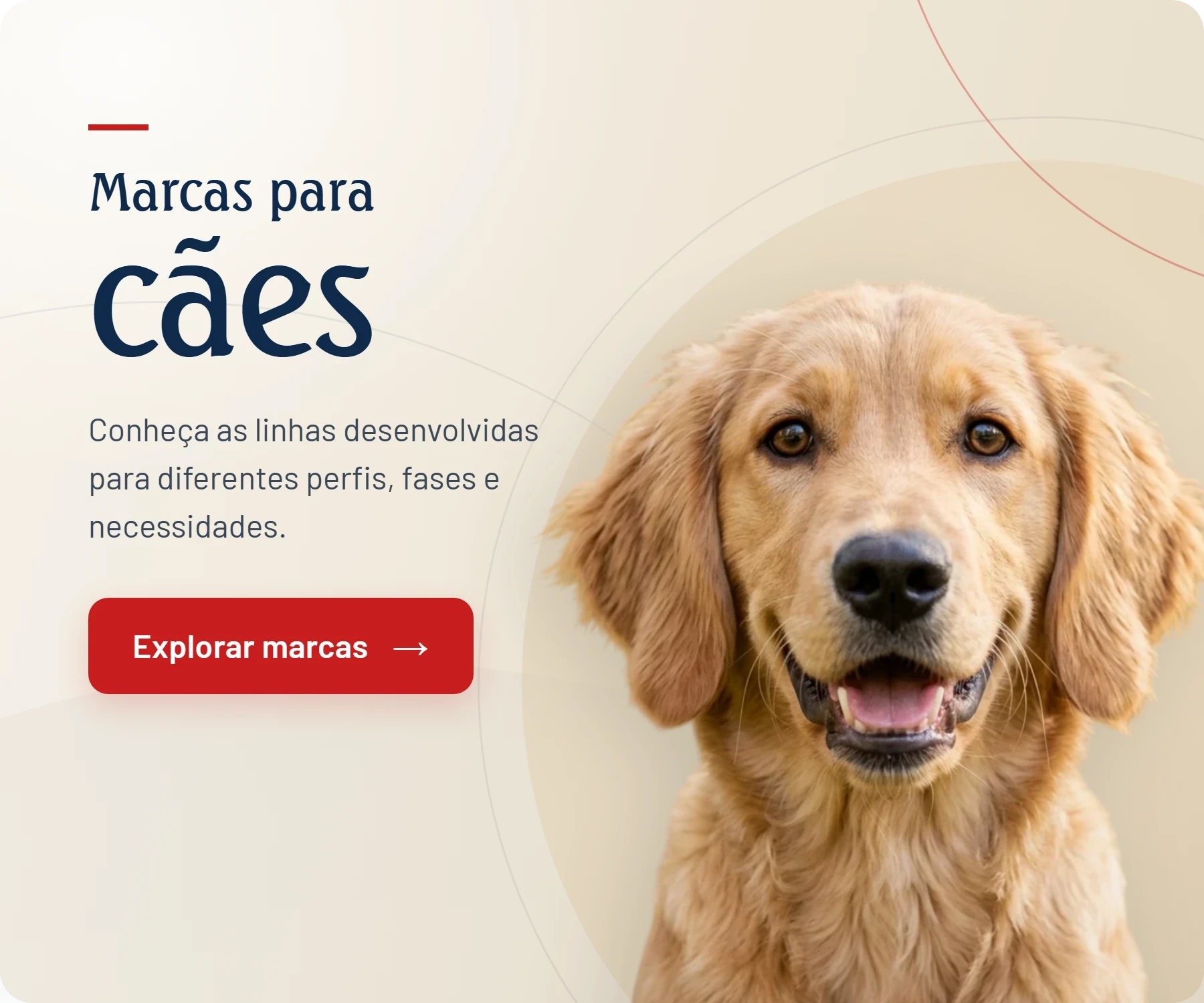 Explorar marcas para cães