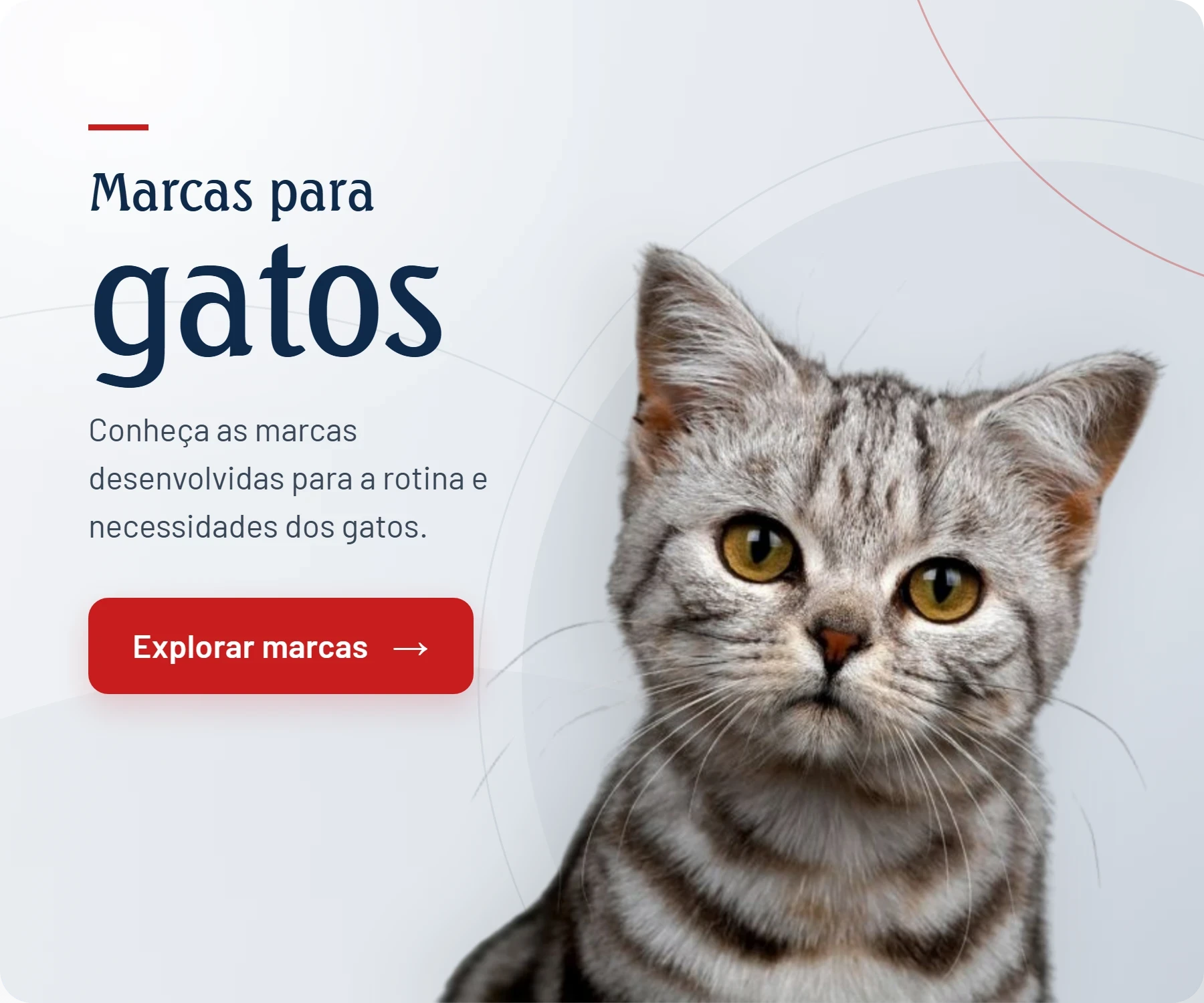 Explorar marcas para gatos