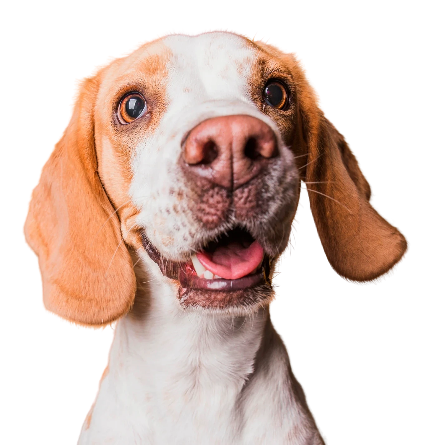 Cachorro beagle de olhar curioso e boca aberta